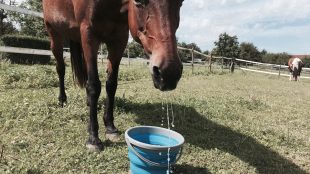 Prost Mahlzeit: Maya probiert auf der Weide ihren neuen Wassereimer aus. Der ist aus Gummi, lässt sich flach zusammenfalten und mitnehmen. Praktisch, finden wir. Infos zum Falt-Eimer gibt's hier auf der Website meines Blog-Partners Waldhausen. Foto: Felsinger